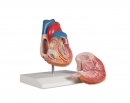 Herzmodell, 2-teilig mit Reizleitungssystem