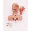 &Uuml;bungsmodell Absaugtechniken