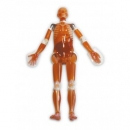 Ganzk&ouml;rper CT Phantom