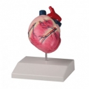 Hundeherz, nat&uuml;rliche Gr&ouml;&szlig;e