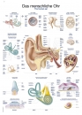 Lehrtafel Das menschliche Ohr (AL120)