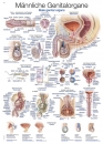 Lehrtafel Männliche Genitalorgane (AL123)