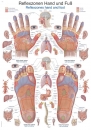 Lehrtafel Reflexzonen Hand und Fuß (AL127)