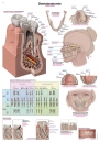 Lehrtafel Dentalanatomie (AL562)